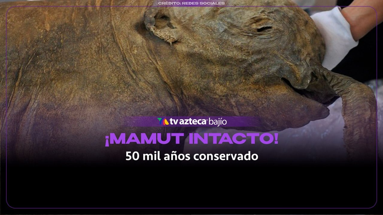 ¡PARECE IMPOSIBLE! Encuentran un mamut pequeño de 50 mil años casi intacto