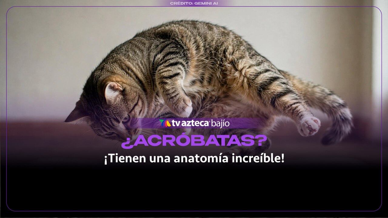 ¿Por qué se dice que los gatos tienen 7 vidas? Esto sabemos