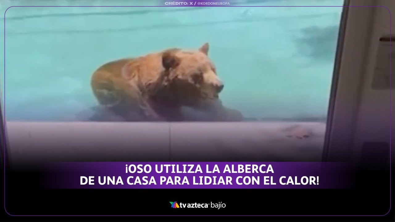 oso se mete a piscina en California