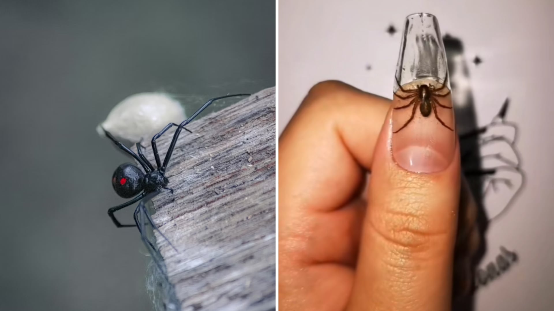 Viuda negra en las uñas.png