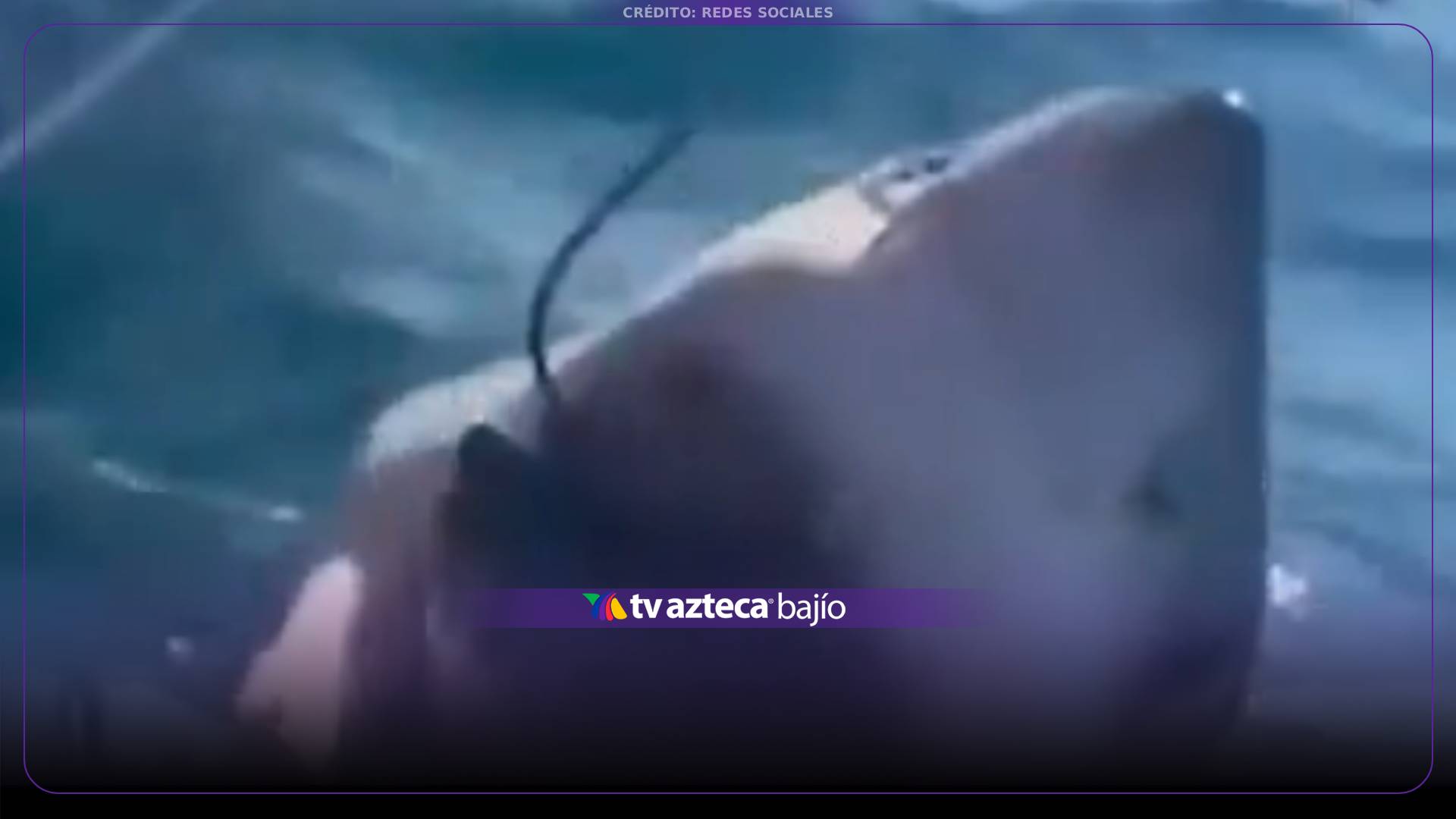 VIDEO: ¡Casi le cuesta la mano! Tiburón blanco reacciona cuando una mujer intenta tocarlo.