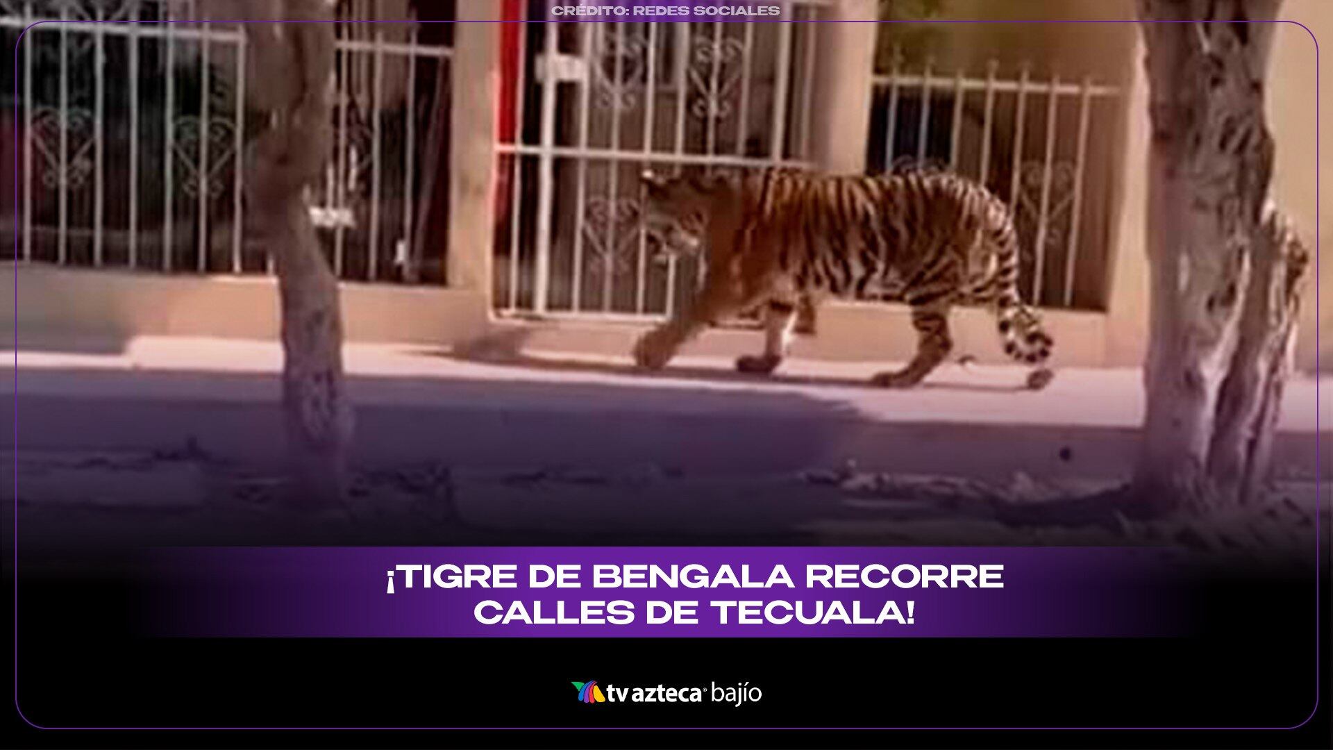 ¡TIGRE SUELTO! Vuelve a causar sorpresa VIDEO de enorme felino recorriendo calles de Tecuala