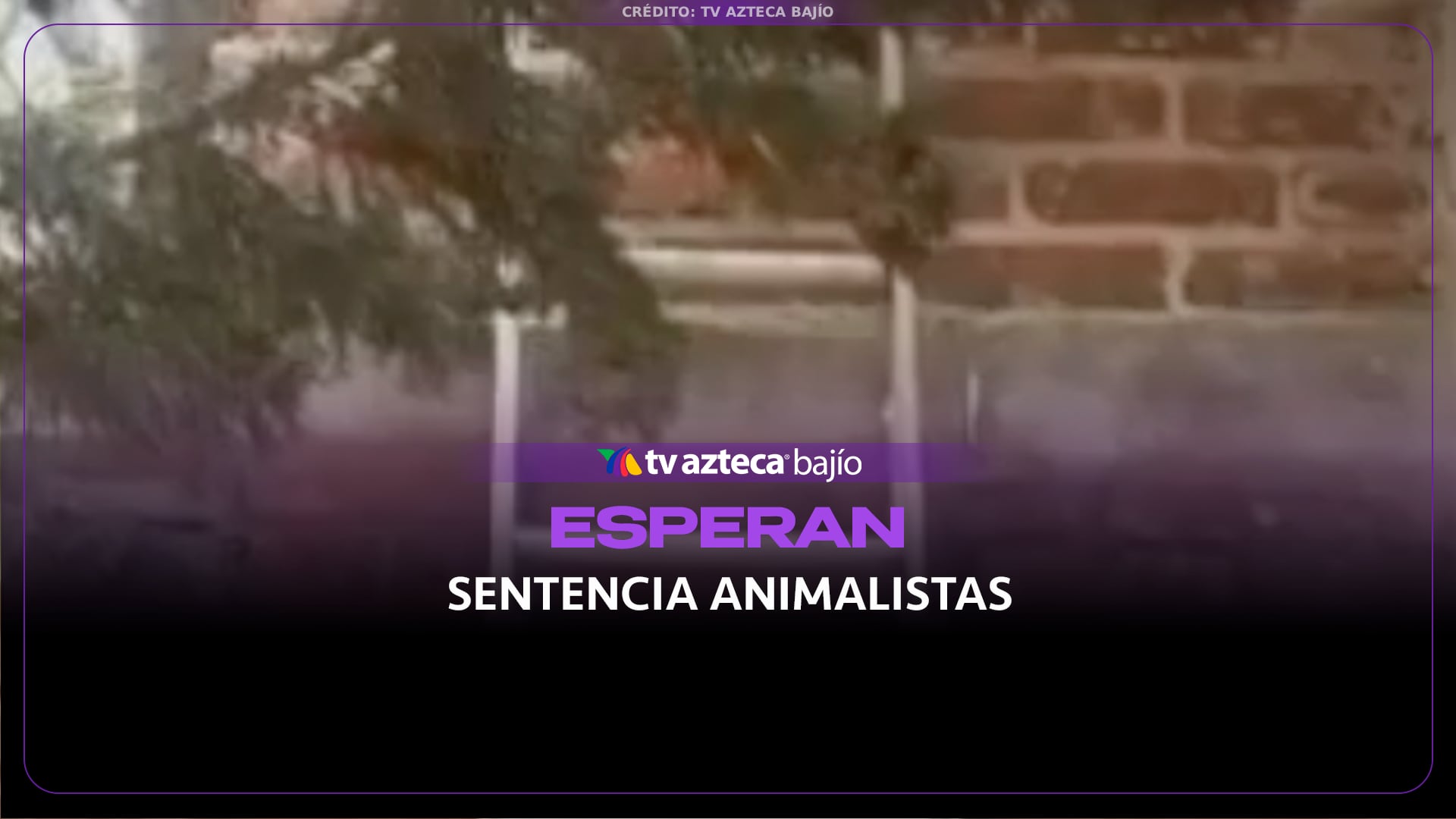 Animalistas esperan sentencia tras rescatar a perros