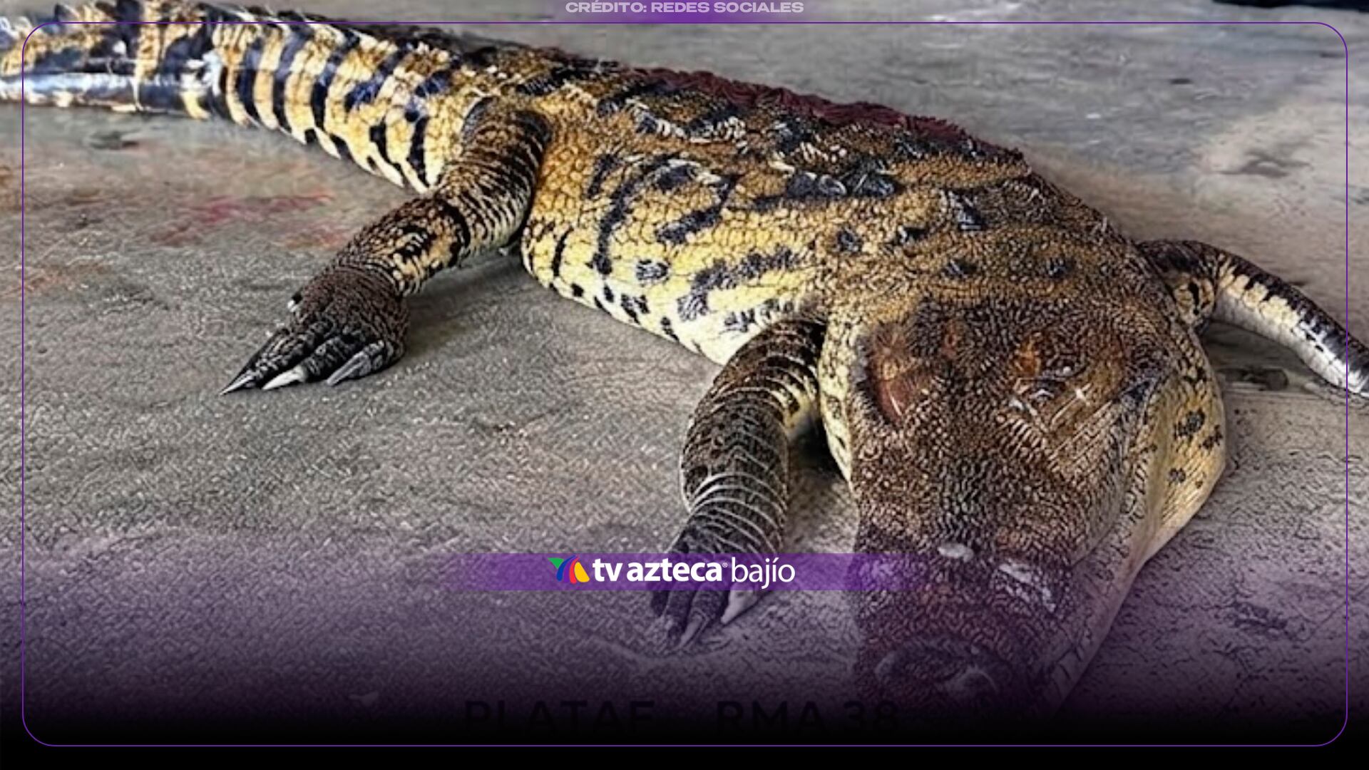 Cocodrilo MU3RE al ser atr0pellado sobre bulevar López Mateos; habría salido de su hábitat y así terminó en la vía