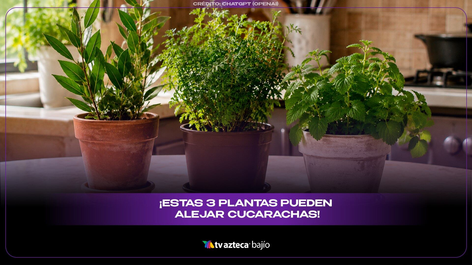 ¡ADIÓS A LAS CUCARACHAS! Estas 3 plantas pueden ayudar a mantenerlas lejos de la cocina 