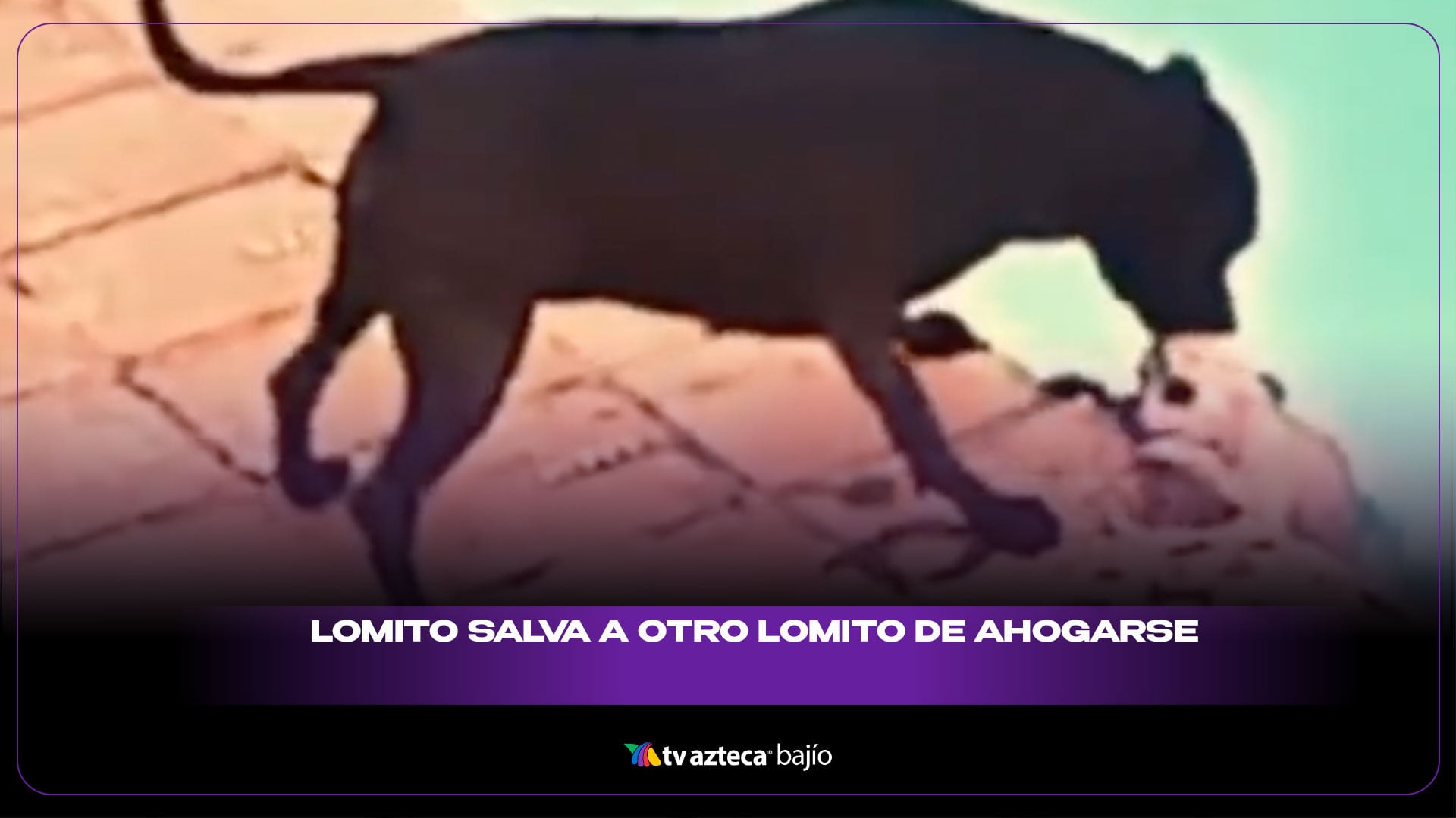 14-LOMITO-SALVA-A-LOMITO.jpg