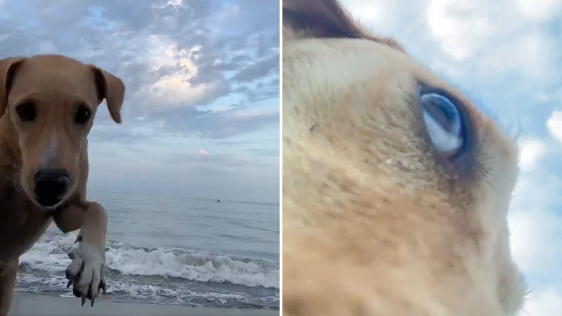 Perrito celular.png