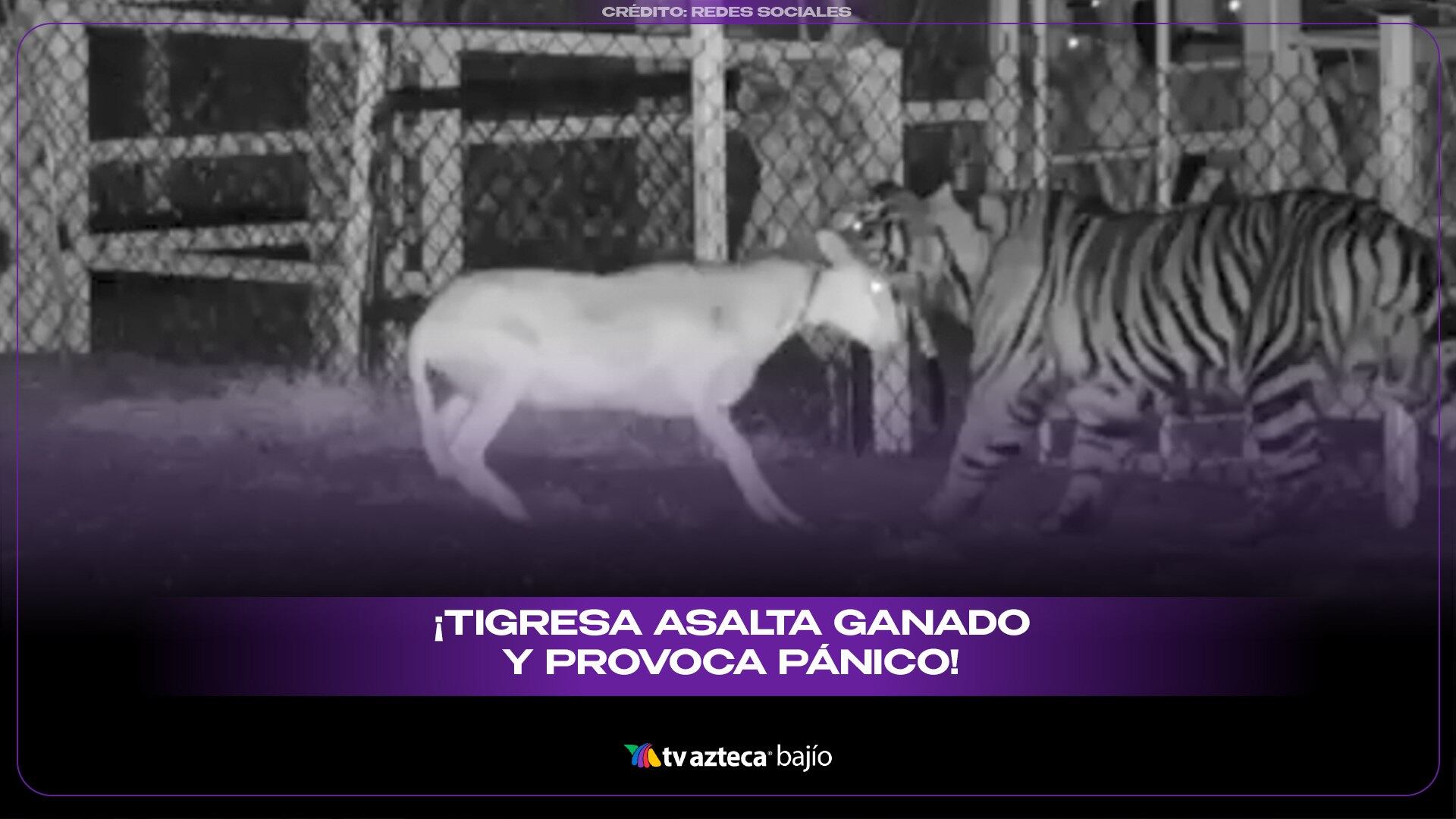 VIDEO FUERTE | Tigresa asalta ganado y provoca pánico en esta ciudad; autoridades revelan su paradero (VIDEO)