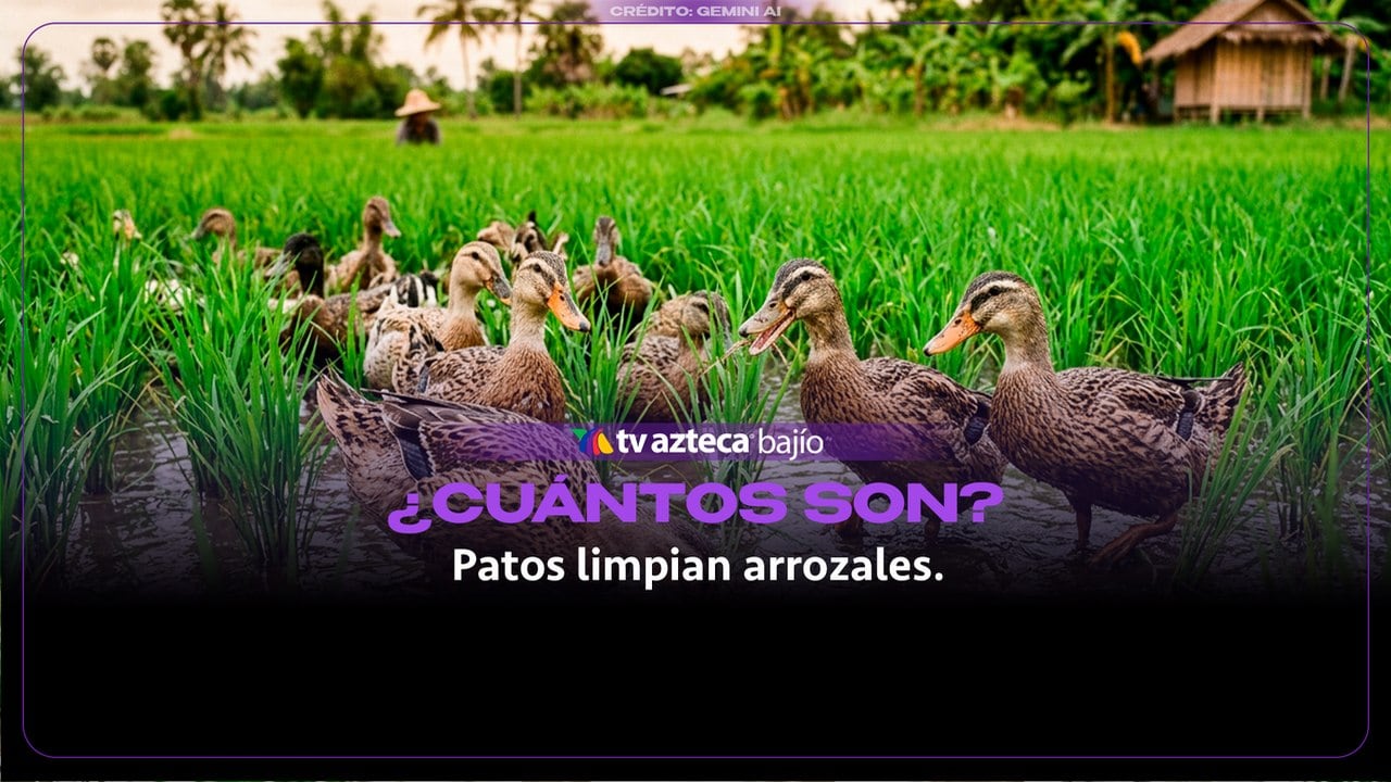 ¡Miles de patos invaden los campos de arroz! Conoce la razón detrás de esta peculiar tradición