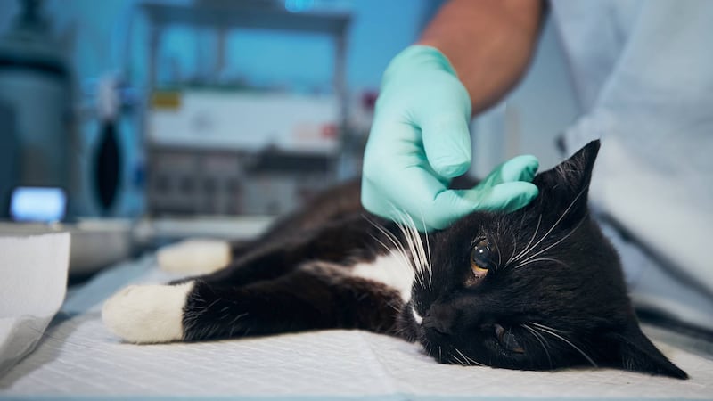 ¿Qué es el parvovirus y cómo afecta a perros y gatos?