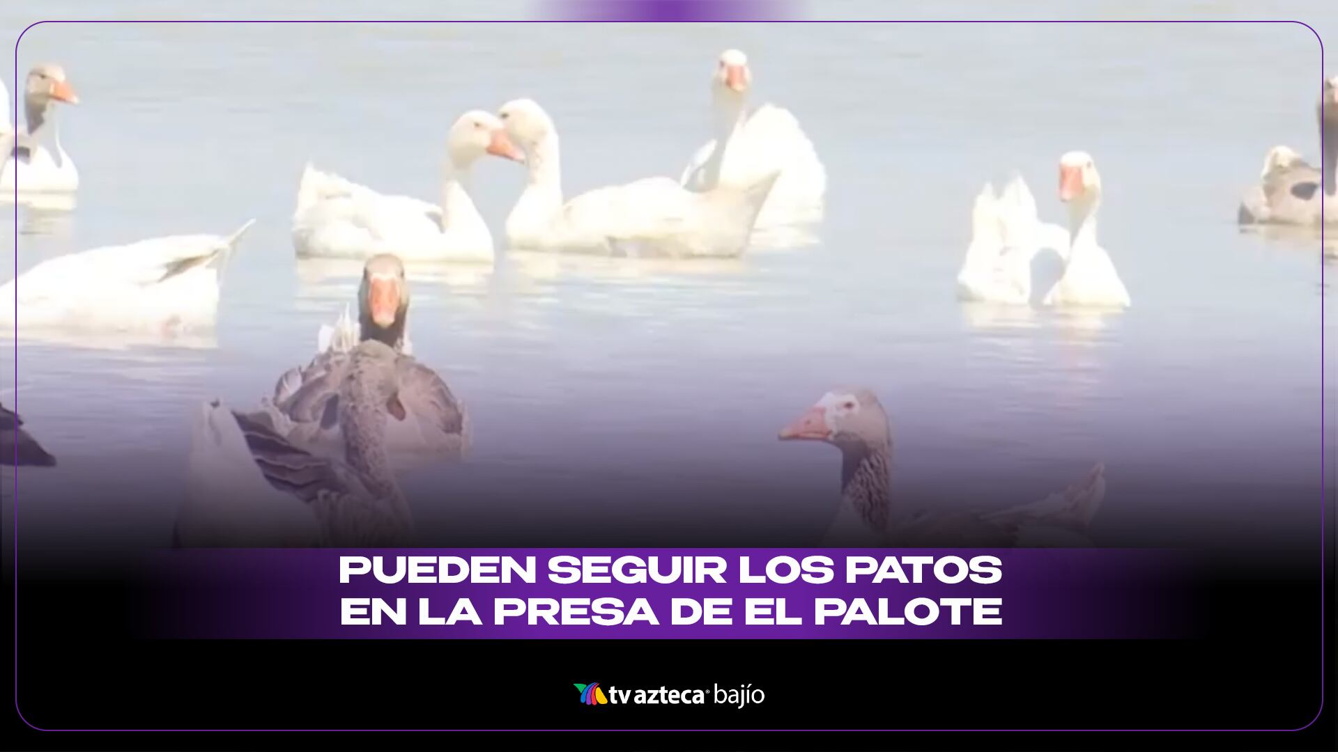 PORTADA PUEDEN SEGUIR LOS PATOS.png
