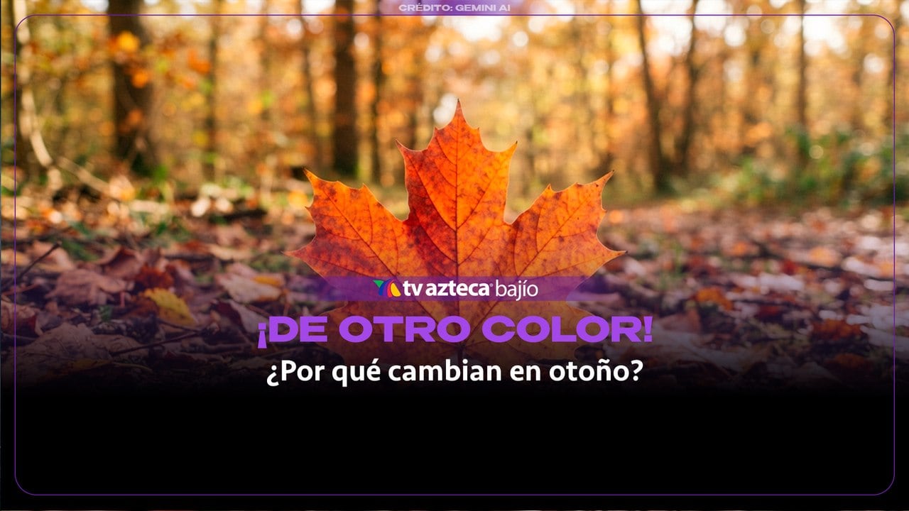 ¿Sabías que las hojas de los árboles cambian de color por un plan de supervivencia? Aquí te explicamos