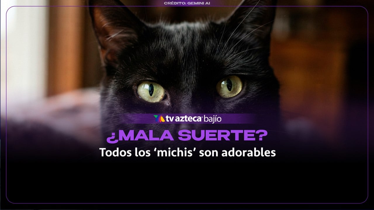 ¿Los gatos negros atraen la mala suerte? Aquí te explicamos