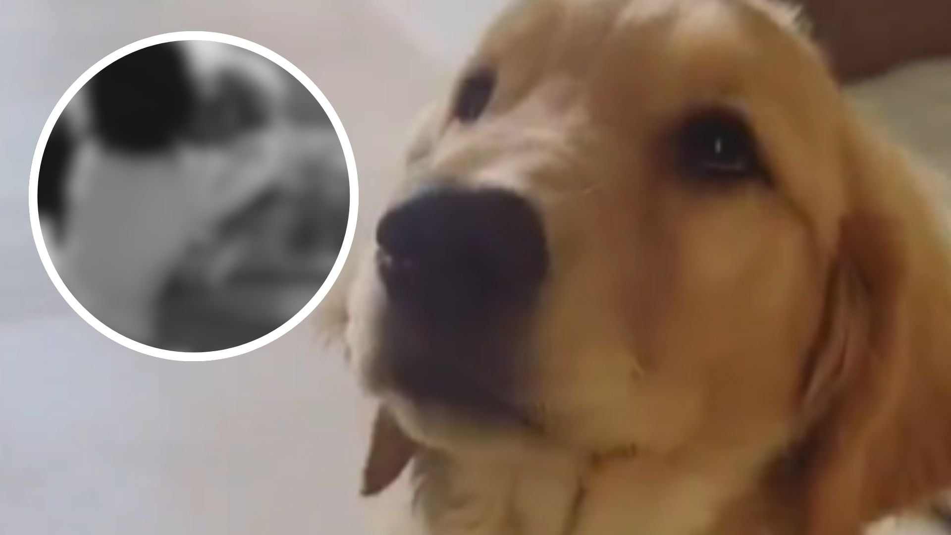 VIDEO ANTES DE LA TRAG3DIA: Así aparecía la HIJA de tecladista de Camilo Séptimo junto a su perrito; ambos muri3ron en la agresión 