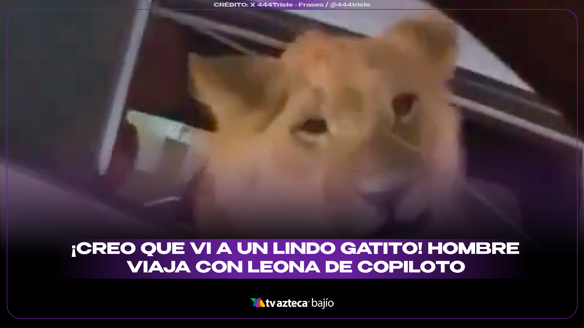 PORTADA SITIO LINDO GATITO.png