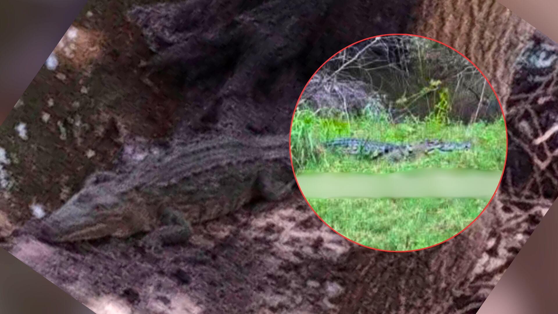 ¡ALERTA en el RÍO LERMA! Reportan avistamiento de PRESUNTOS COCODRILOS en esta zona Guanajuato; así aparecieron