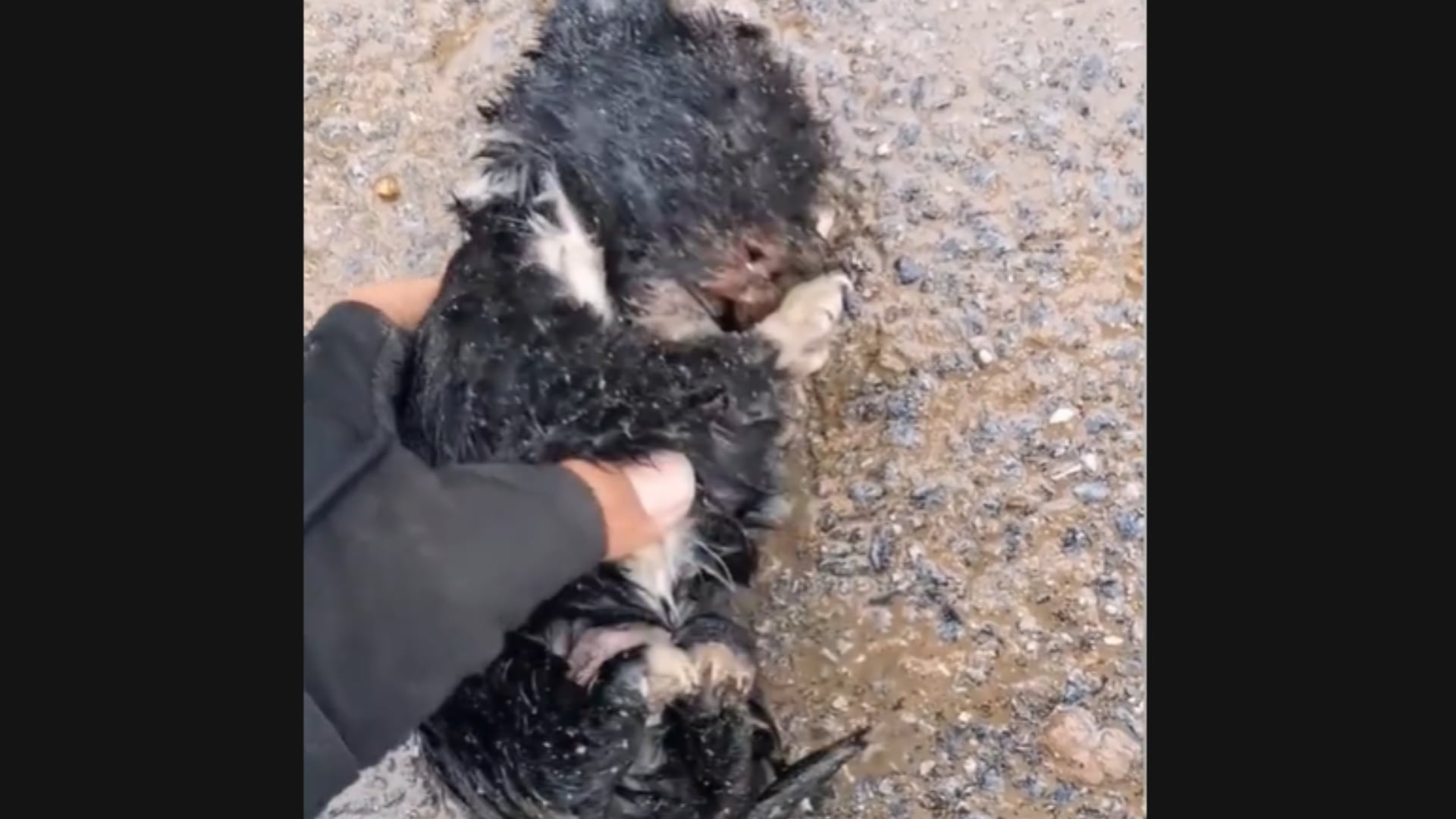 _Joven rescata a cachorro de oso y se vuelve viral.png
