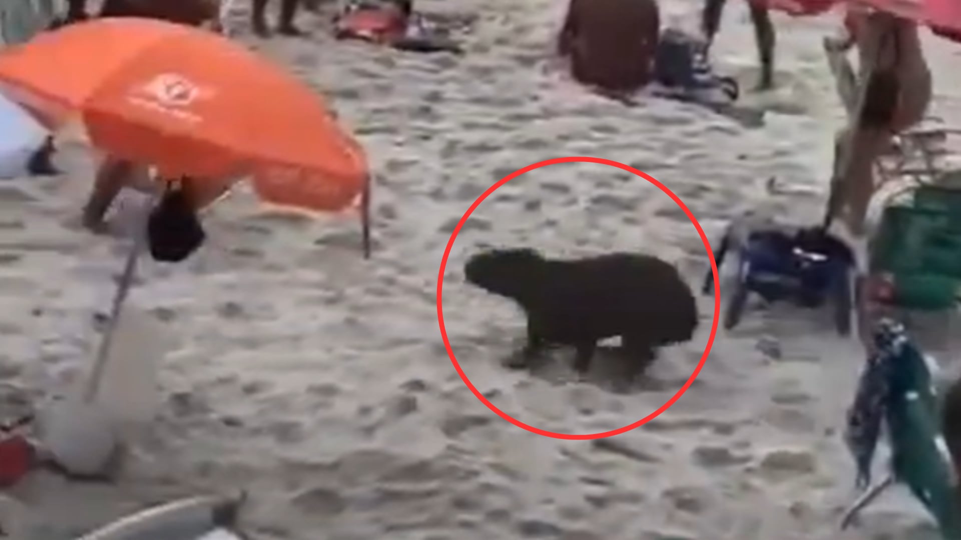Capibara en una playa.png