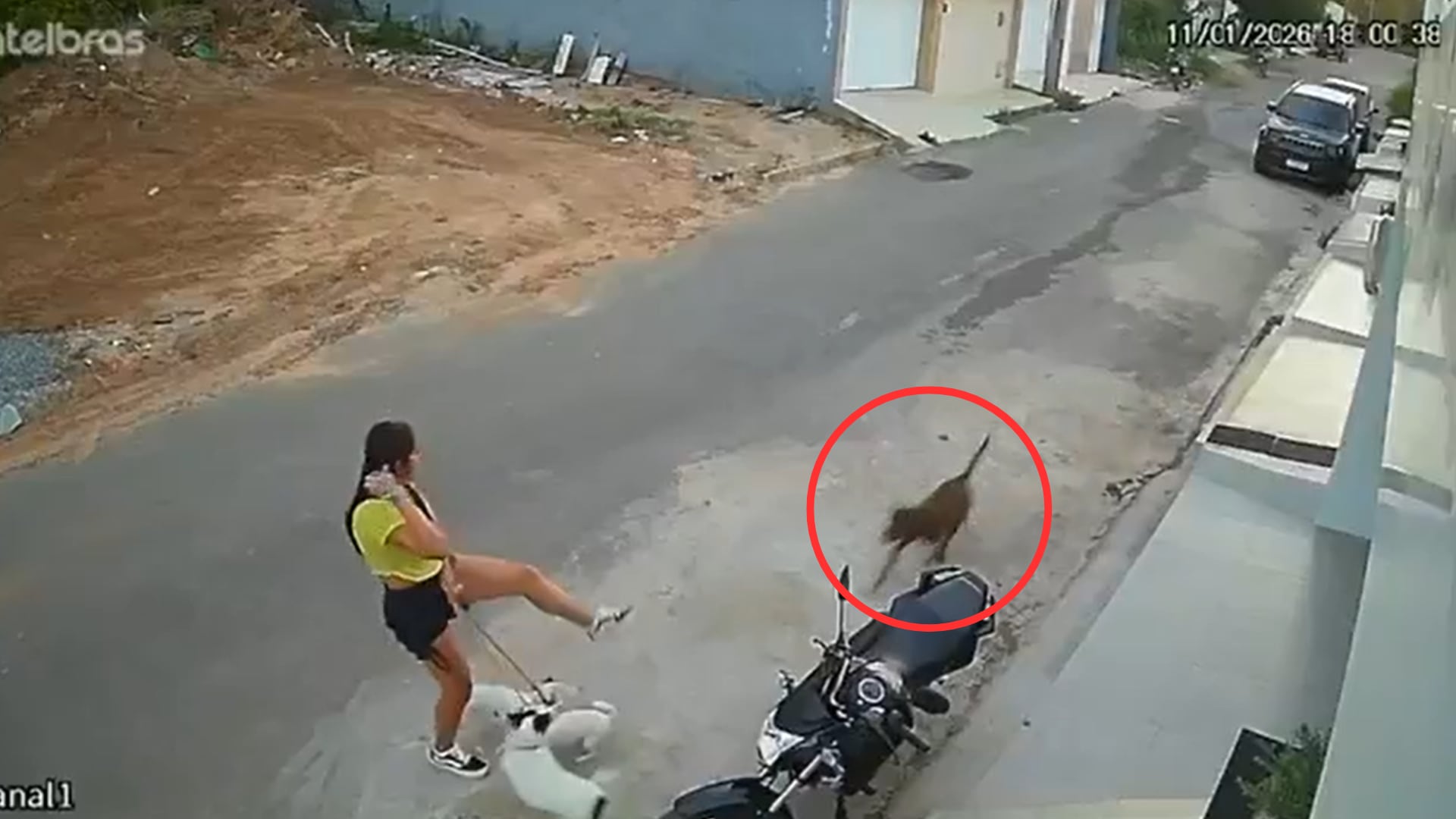 Pitbull ataca a una mujer.png
