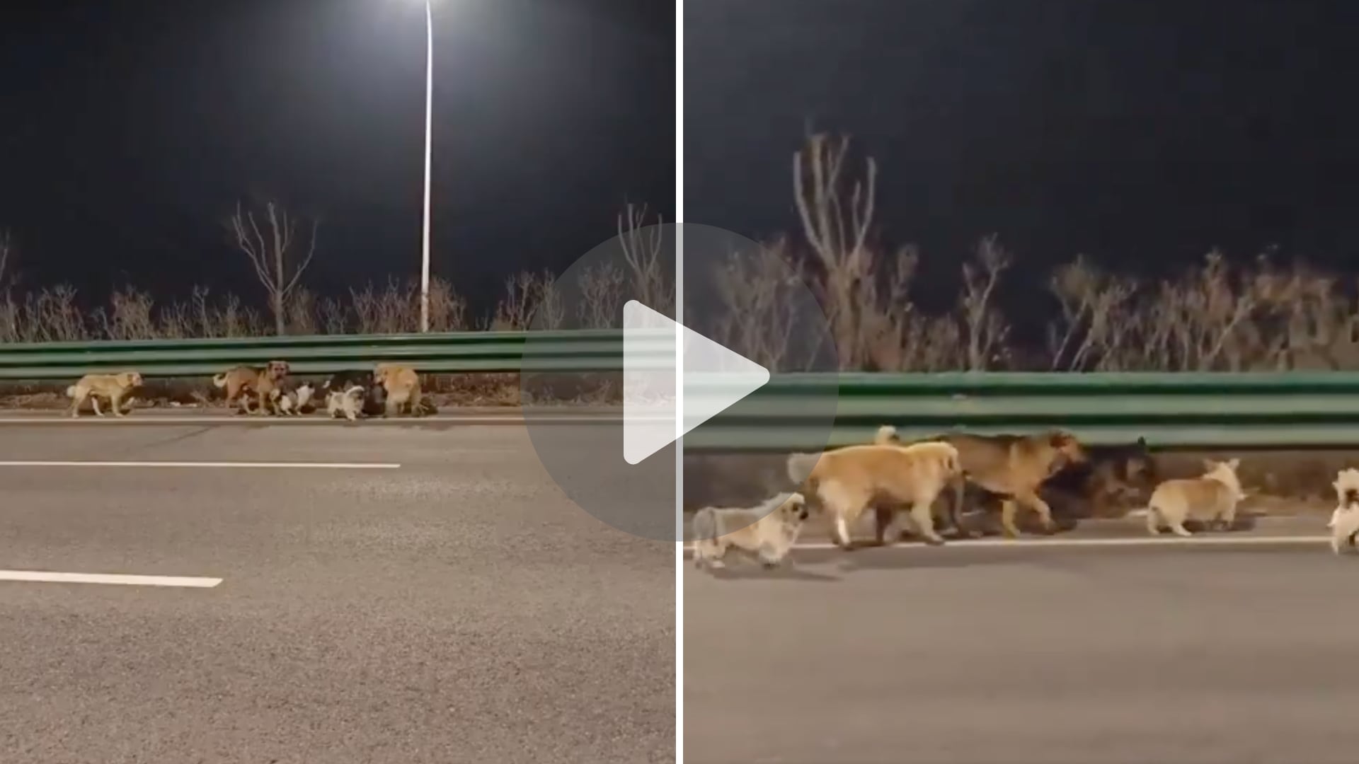 Corgi lidera a 7 perros más para llevarlos a casa tras ser robados.png