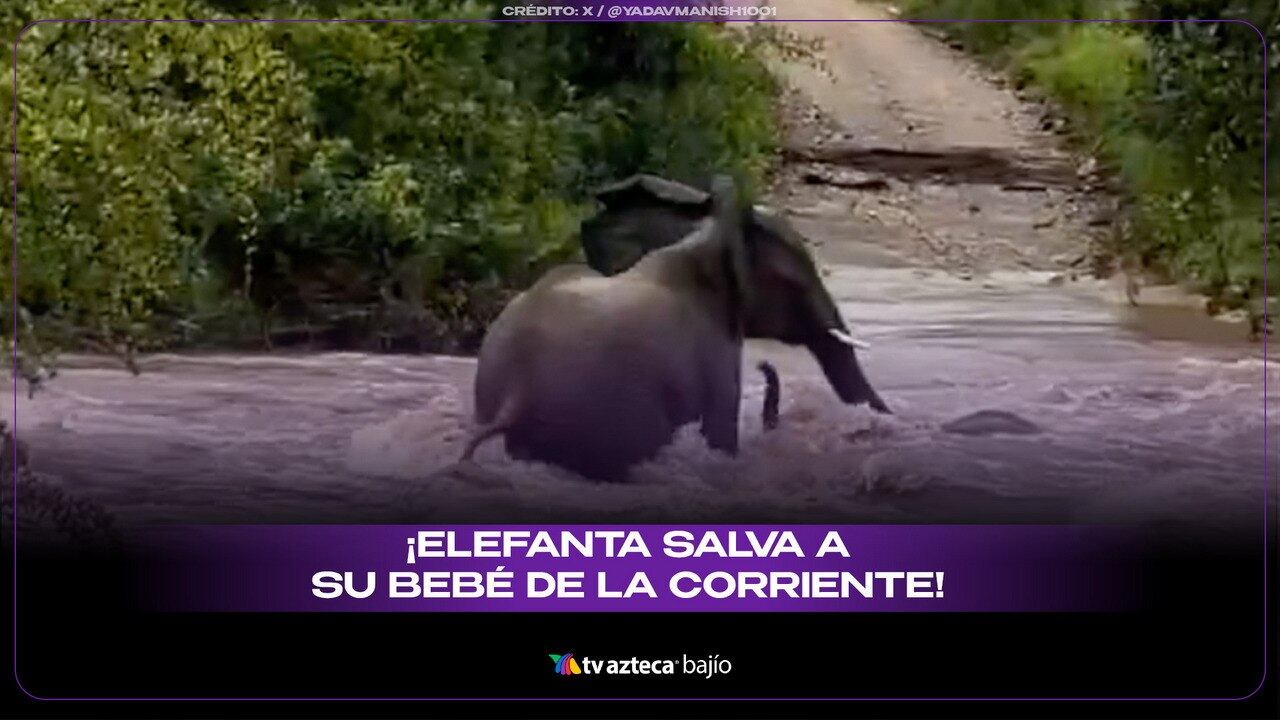¡Elefanta salva a su cría de una fuerte corriente!