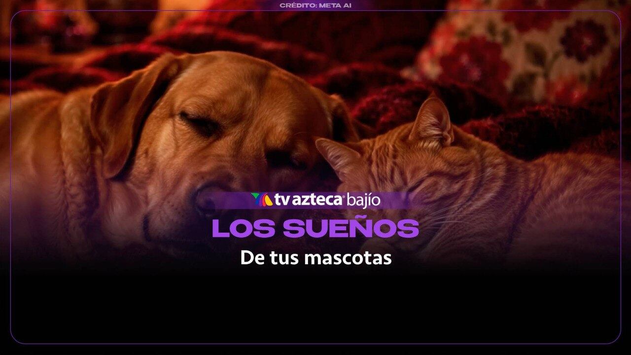 VIDEO: ¿Los animales pueden soñar? Esta es la respuesta