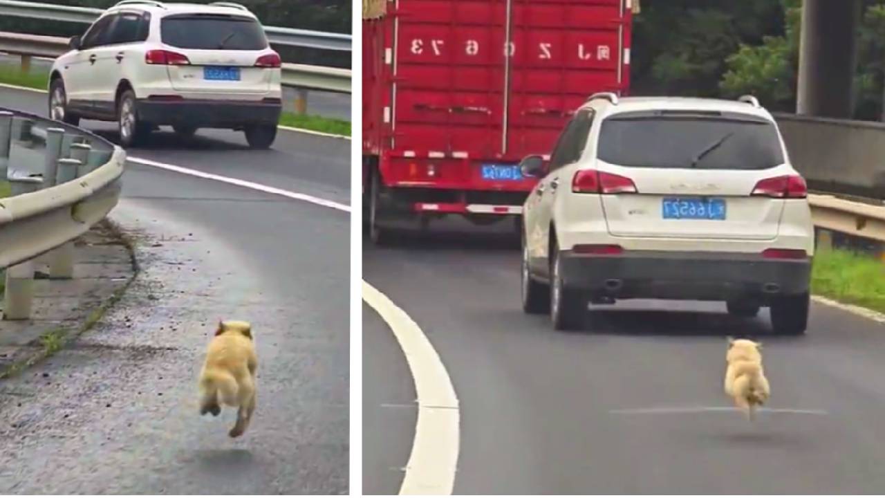 Perro corre tras camioneta luego de haber sido abandonado en una carretera