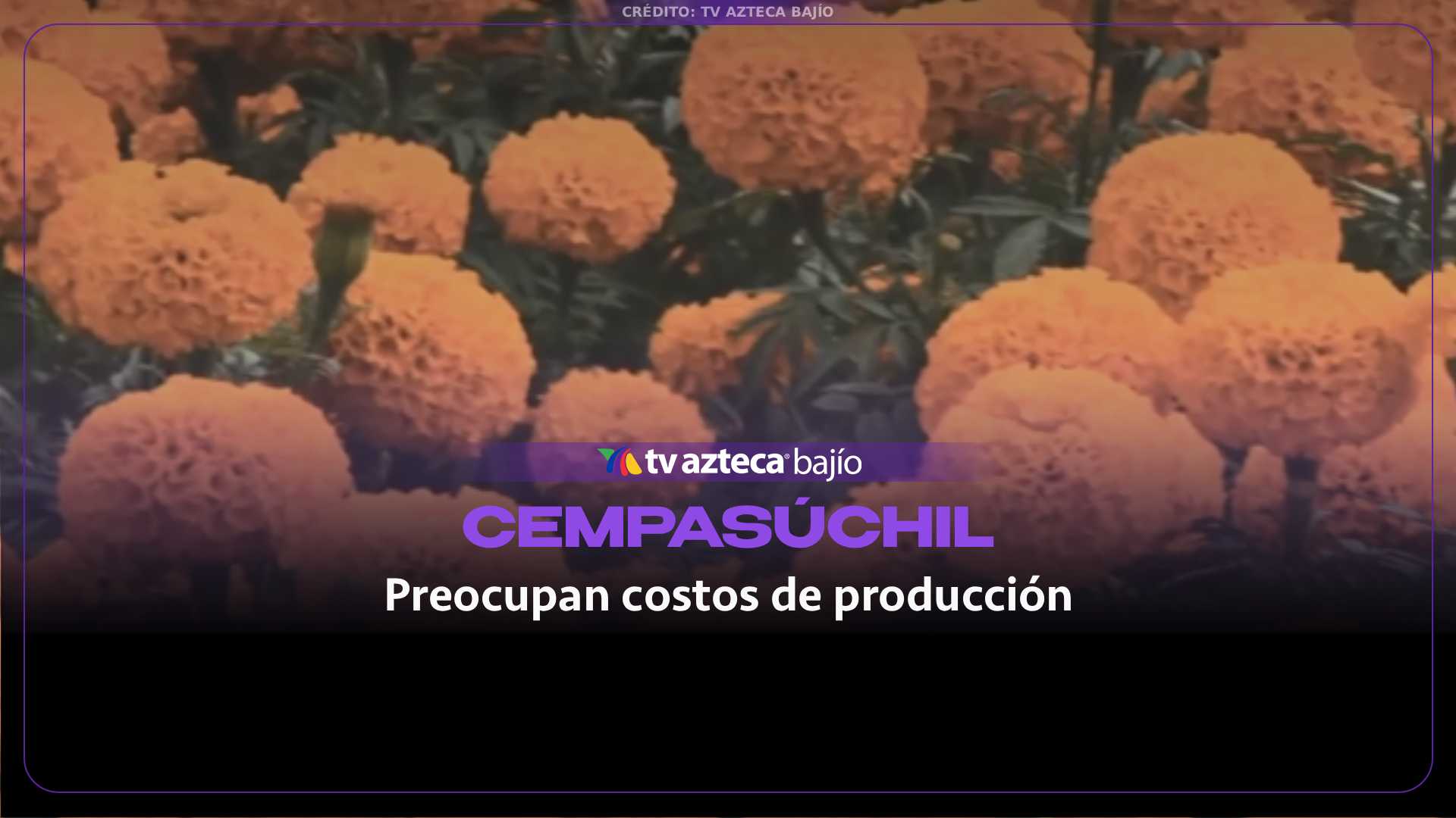 ¡Florece el CEMPASÚCHIL, pero crece la INCERTIDUMBRE! Productores de Guanajuato temen no recuperar su inversión