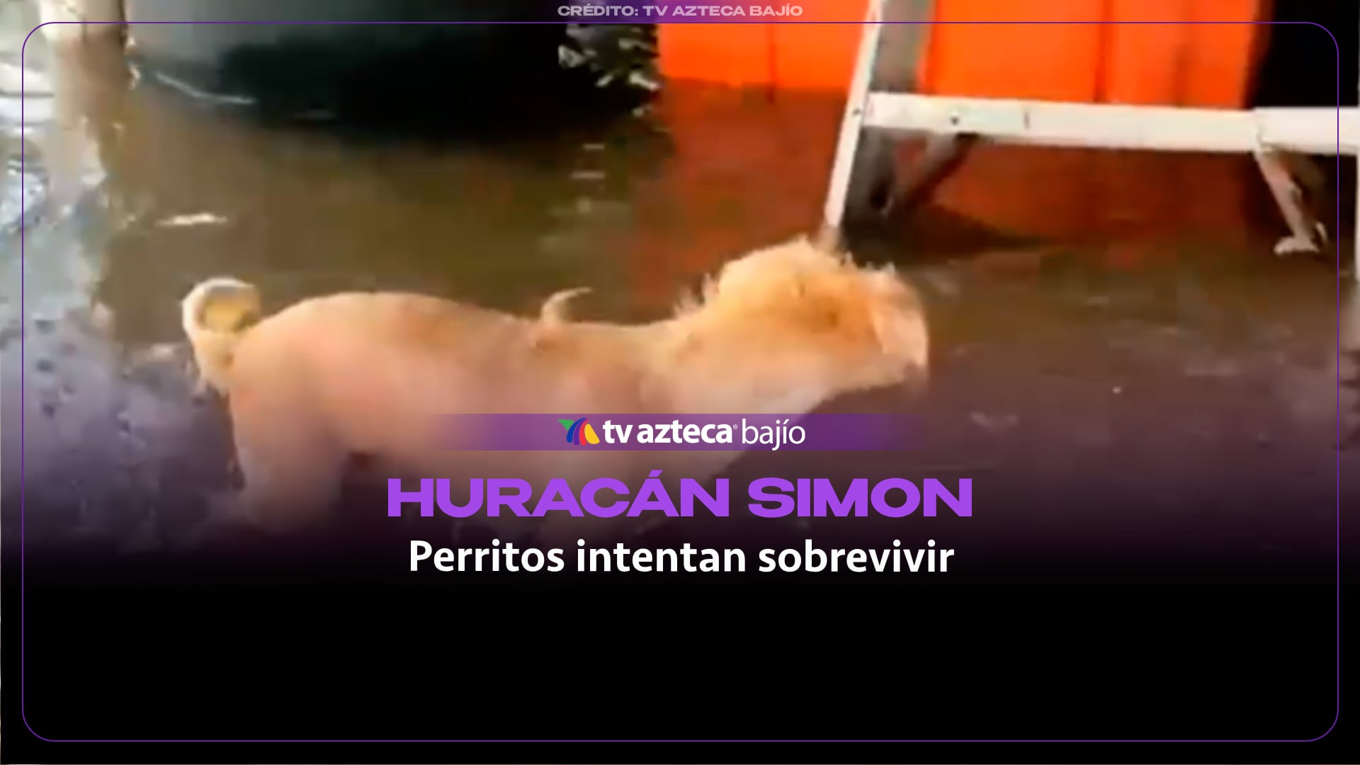 Perritos callejeros viven los estragos del huracán Simon en Nayarit; así buscaban refugio en zonas afectadas