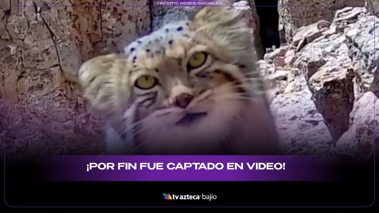 El felino que casi nadie logra ver: así es el extraño Gato de Pallas