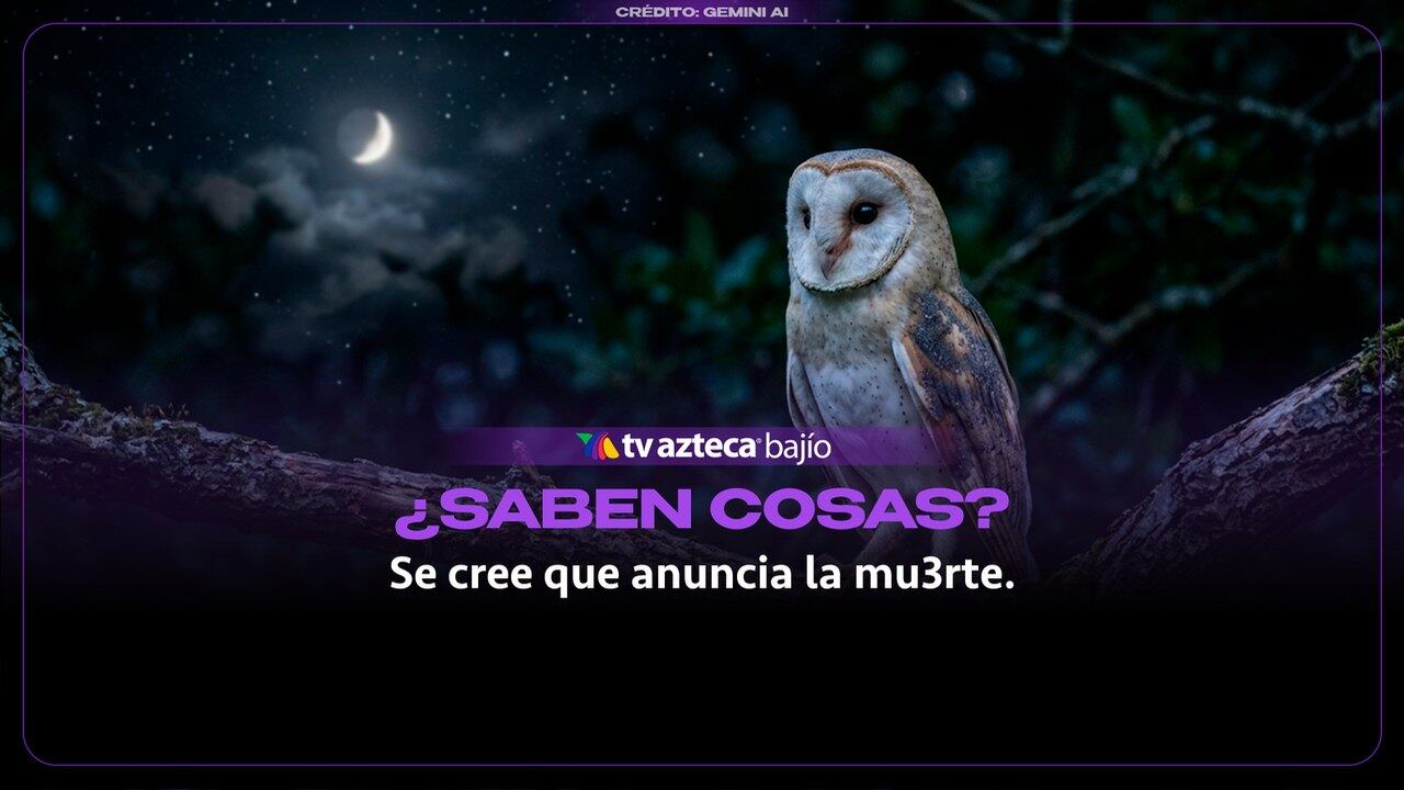 ¿Has escuchado que ver o escuchar una lechuza significa que alguien va a mor1r? Aquí te explicamos