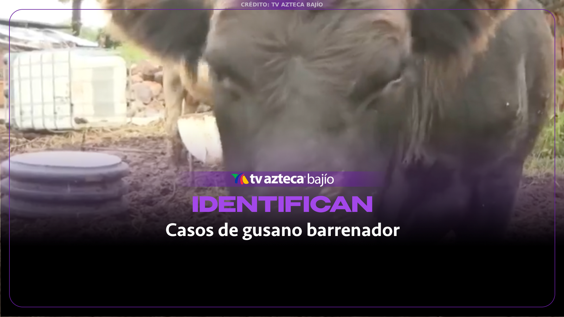 Acumulan 15 casos de gusano barrenador en humanos en Guanajuato