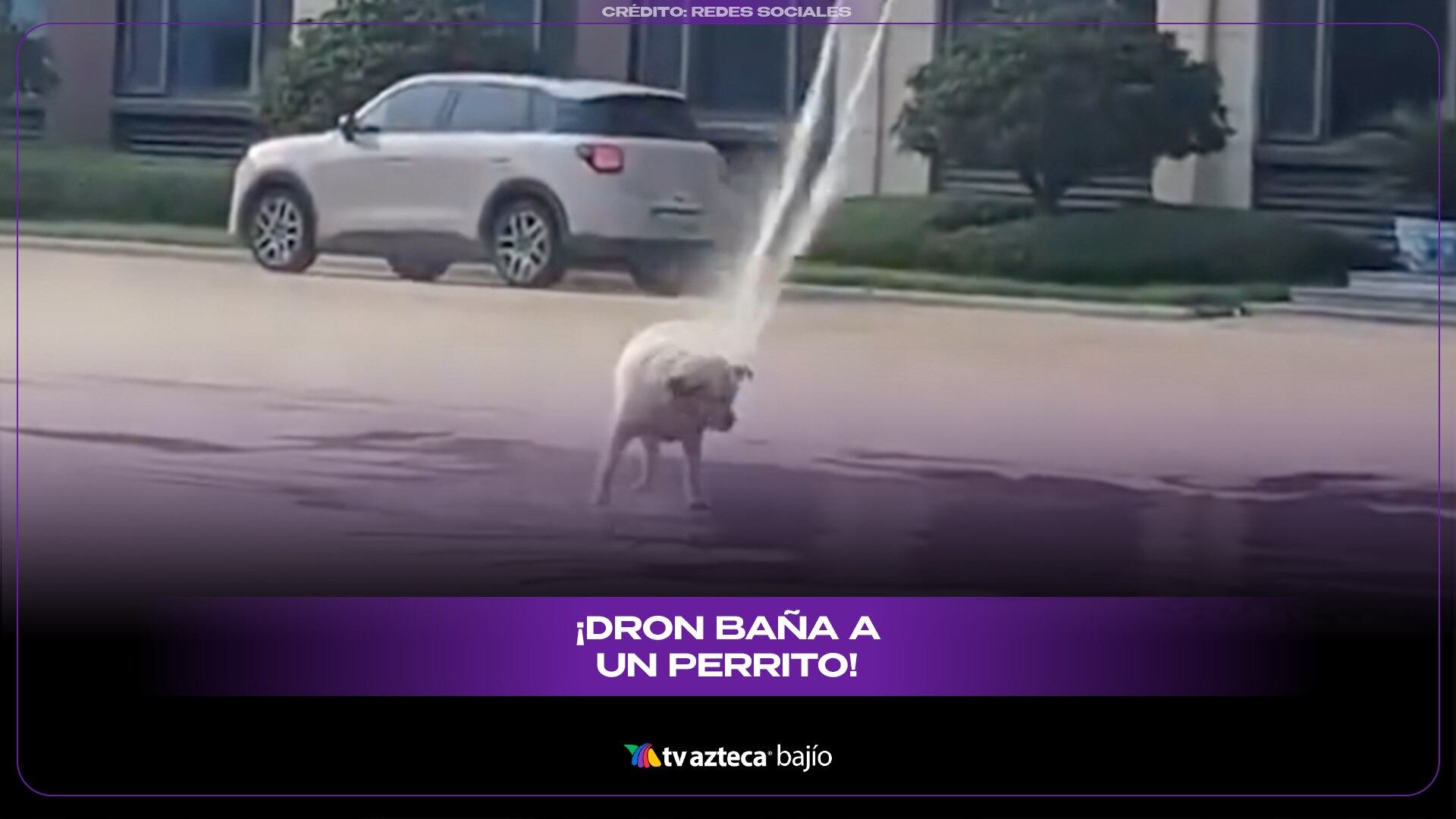 Lo más refrescante ¡Dron baña a un perrito! y se vuelve viral