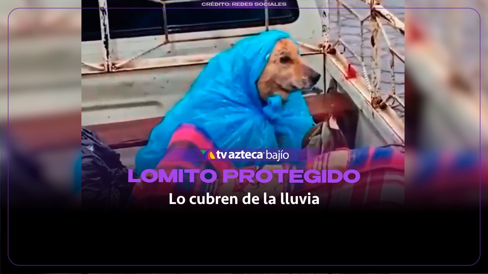 ¡También son familia! Evacúan con su perrito y lo protegen de la lluvia usando un impermeable improvisado (VIDEO)